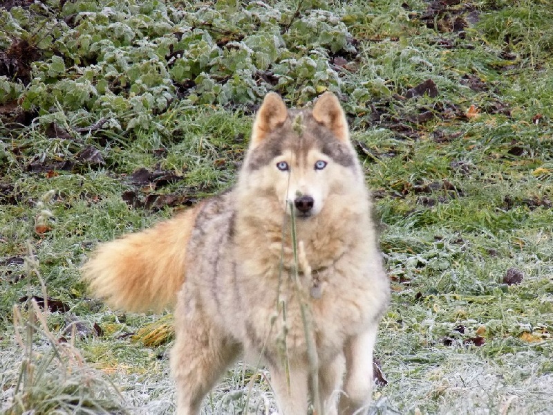 Les Siberian Husky de l'affixe des Esprits du Loup