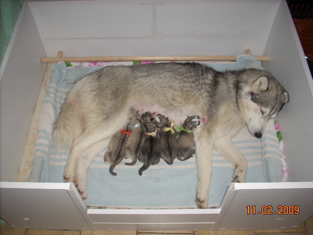 des Esprits du Loup - Siberian Husky - Portée née le 11/02/2009