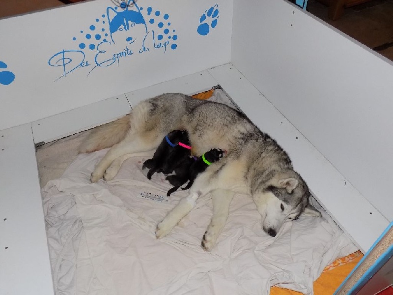 des Esprits du Loup - Siberian Husky - Portée née le 13/07/2015