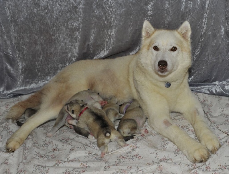 des Esprits du Loup - Siberian Husky - Portée née le 20/11/2014