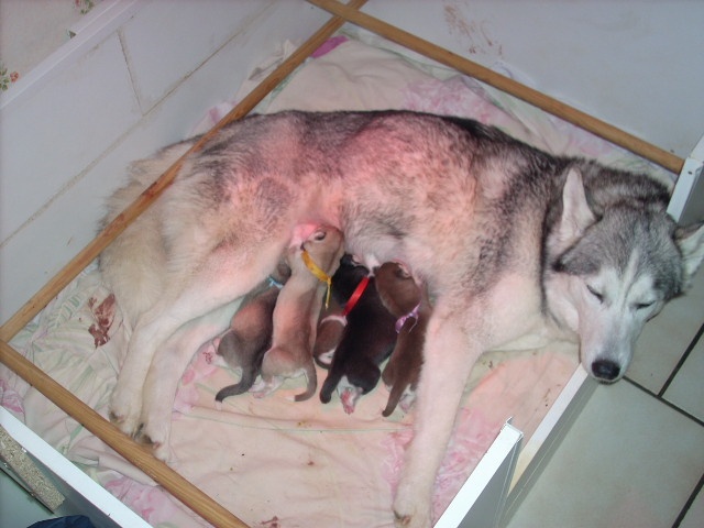 des Esprits du Loup - Siberian Husky - Portée née le 13/03/2012