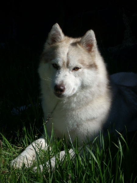 E'artic dawn sunny (dite artic) des reves de neige