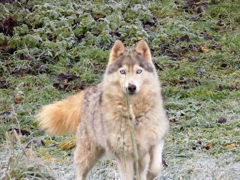 Béline des reves de neige