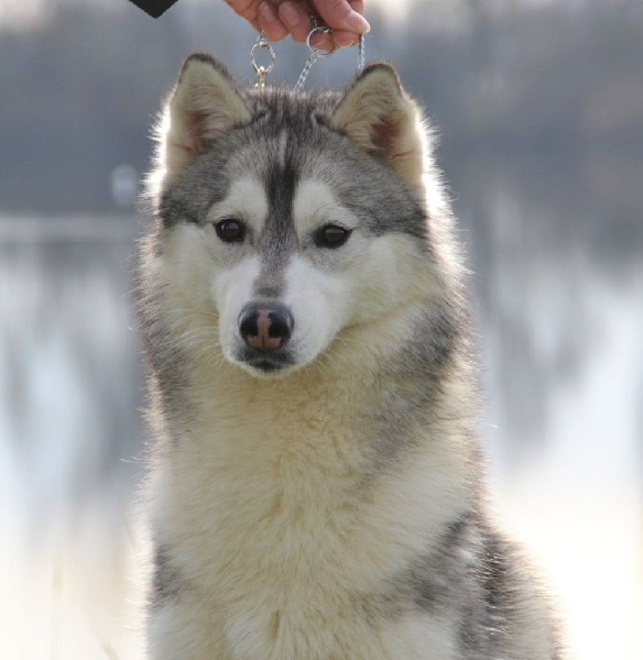 Just a snow angel (dite hyméa) des Esprits du Loup