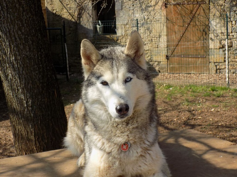 Eden des Esprits du Loup