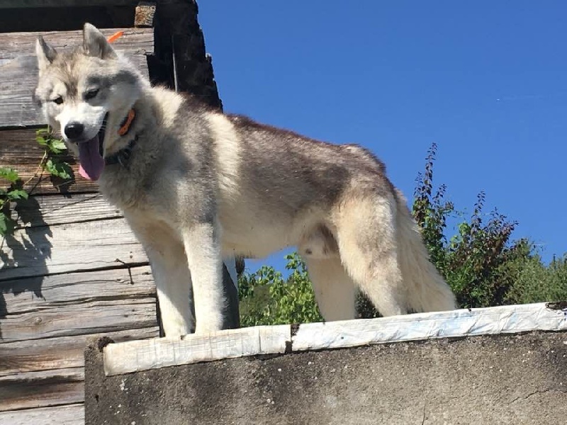 Just a cute boy (dit willow) des Esprits du Loup